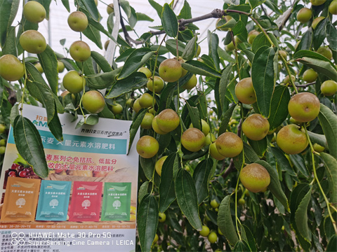 水溶肥,拉姆拉,冬棗種植 水溶肥,拉姆拉,冬棗種植