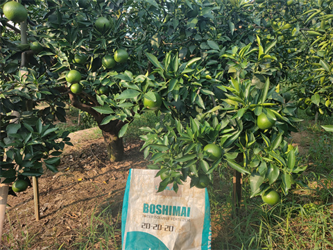 水溶肥,伯示麥,柑橘種植 水溶肥,伯示麥,柑橘種植