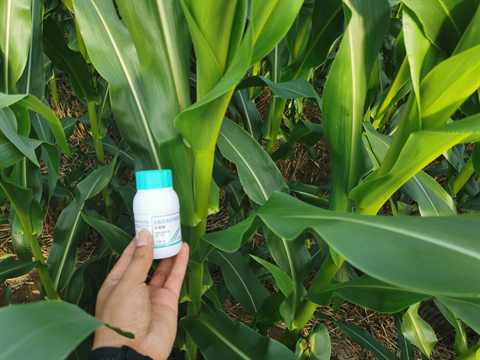 水溶肥,翠姆,玉米葉面肥 水溶肥,翠姆,玉米葉面肥