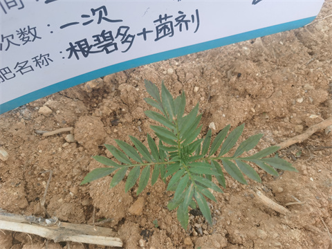 水溶肥,翠姆,萬壽菊種植 水溶肥,翠姆,萬壽菊種植