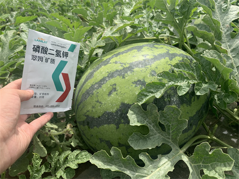水溶肥,翠姆,西瓜種植 水溶肥,翠姆,西瓜種植