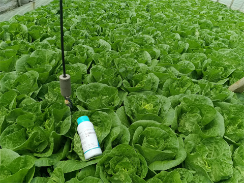 水溶肥,翠姆,白菜種植 水溶肥,翠姆,白菜種植