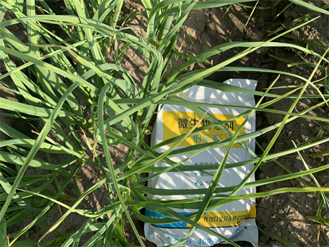 微生物菌劑,伯示麥,大蒜水溶肥 微生物菌劑,伯示麥,大蒜水溶肥