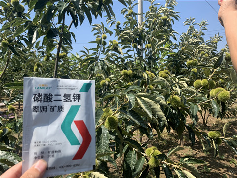 水溶肥品牌,翠姆,板栗葉面肥 水溶肥品牌,翠姆,板栗葉面肥