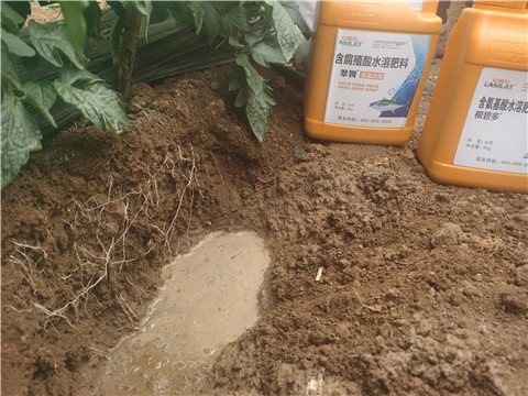 水溶肥品牌,翠姆,西紅柿水溶肥 水溶肥品牌,翠姆,西紅柿水溶肥