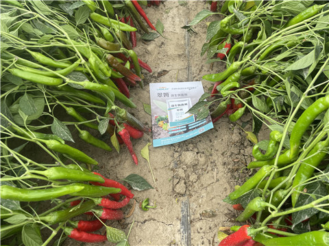 微生物菌劑,翠姆,辣椒水溶肥 微生物菌劑,翠姆,辣椒水溶肥