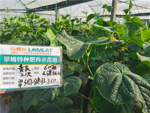 水溶肥,翠姆,黃瓜水溶肥 水溶肥,翠姆,黃瓜水溶肥