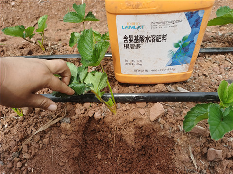 水溶肥,翠姆,草莓水溶肥 水溶肥,翠姆,草莓水溶肥