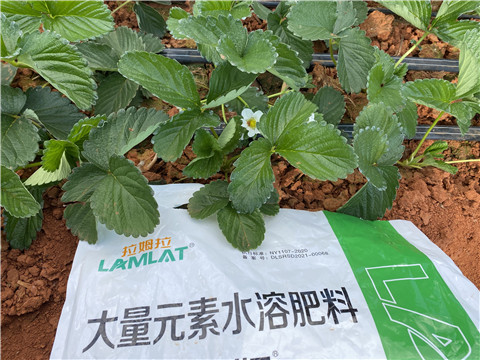 水溶肥,翠姆,草莓水溶肥 水溶肥,翠姆,草莓水溶肥