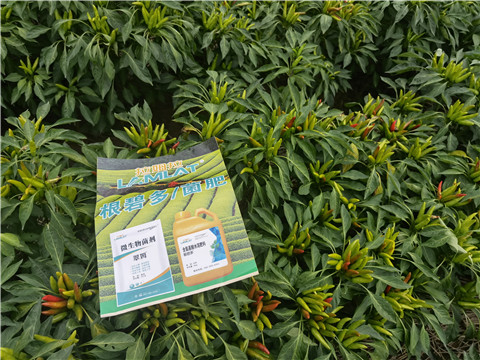 水溶肥,翠姆,辣椒水溶肥 水溶肥,翠姆,辣椒水溶肥