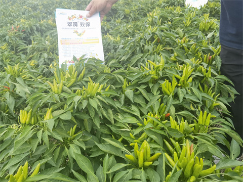 水溶肥,翠姆,辣椒種植