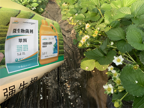 水溶肥價格，翠姆，草莓水溶肥