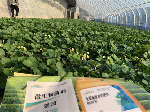 水溶肥價格，翠姆，草莓水溶肥
