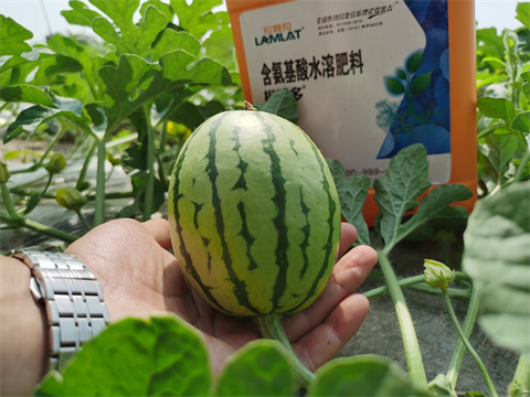 水溶肥,翠姆,西瓜水溶肥 水溶肥,翠姆,西瓜水溶肥