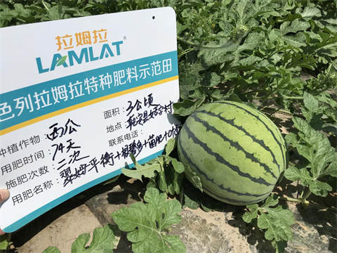 水溶肥,翠姆,西瓜管理技術要點 水溶肥,翠姆,西瓜管理技術要點