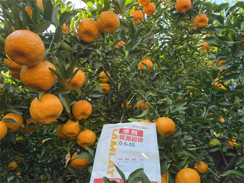 水溶肥,翠姆,柑橘種植 水溶肥,翠姆,柑橘種植