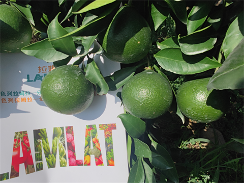 水溶肥,翠姆,愛(ài)媛水溶肥 水溶肥,翠姆,愛(ài)媛水溶肥