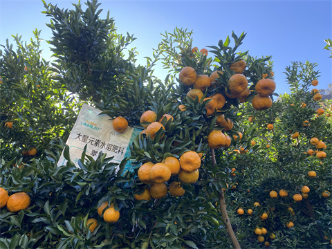 水溶肥,翠姆,柑橘種植 水溶肥,翠姆,柑橘種植