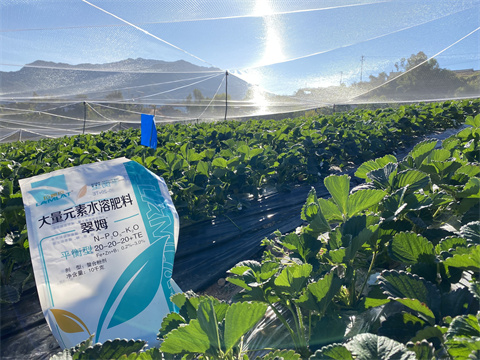 水溶肥,翠姆,草莓種植 水溶肥,翠姆,草莓種植