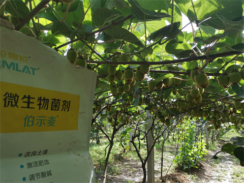 水溶肥,伯示麥,拉姆拉 水溶肥,伯示麥,拉姆拉