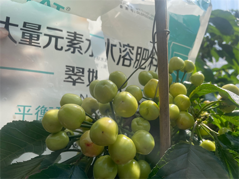 水溶肥,翠姆,櫻桃水溶肥 水溶肥,翠姆,櫻桃水溶肥