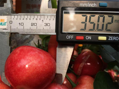 水溶肥,翠姆,櫻桃水溶肥 水溶肥,翠姆,櫻桃水溶肥