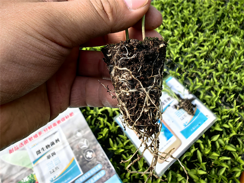 微生物菌劑,翠姆,拉姆拉 微生物菌劑,翠姆,拉姆拉