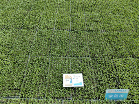 水溶肥,翠姆,辣椒育苗 水溶肥,翠姆,辣椒育苗