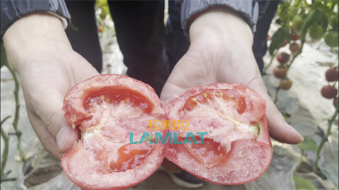 水溶肥,翠姆,拉姆拉 水溶肥,翠姆,拉姆拉