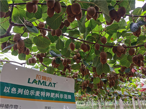 特種肥,水溶肥,拉姆拉,伯示麥 特種肥,水溶肥,拉姆拉,伯示麥