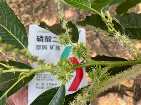 板栗落花落果,翠姆雙保,磷酸二氫鉀 板栗落花落果,翠姆雙保,磷酸二氫鉀