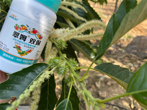 板栗落花落果,翠姆雙保,磷酸二氫鉀 板栗落花落果,翠姆雙保,磷酸二氫鉀