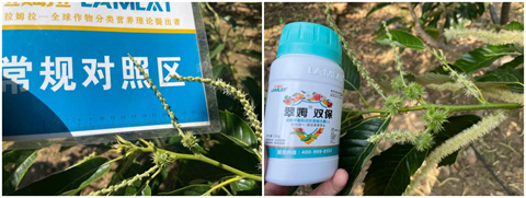 板栗落花落果,翠姆雙保,磷酸二氫鉀 板栗落花落果,翠姆雙保,磷酸二氫鉀