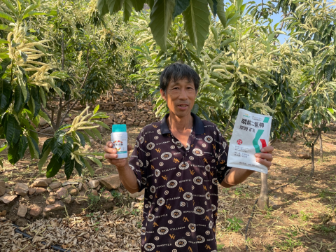 板栗落花落果,翠姆雙保,磷酸二氫鉀 板栗落花落果,翠姆雙保,磷酸二氫鉀