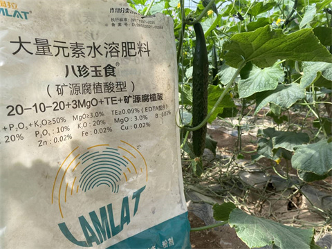黃瓜種植,水溶肥,八珍玉食 黃瓜種植,水溶肥,八珍玉食