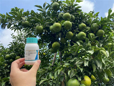 柑橘落花落果,水溶肥,拉姆拉 柑橘落花落果,水溶肥,拉姆拉