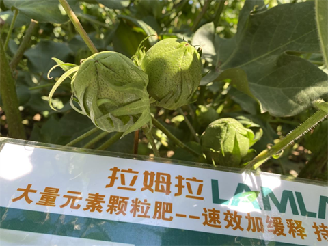 棉花高產(chǎn)秘訣,新疆棉花,拉姆拉水溶肥 棉花高產(chǎn)秘訣,新疆棉花,拉姆拉水溶肥
