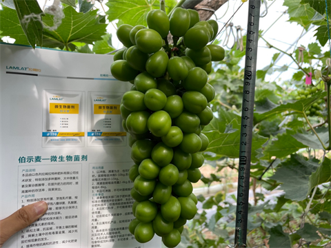 陽光玫瑰葡萄,水溶肥,伯示麥 陽光玫瑰葡萄,水溶肥,伯示麥