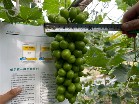 陽光玫瑰葡萄,水溶肥,伯示麥 陽光玫瑰葡萄,水溶肥,伯示麥