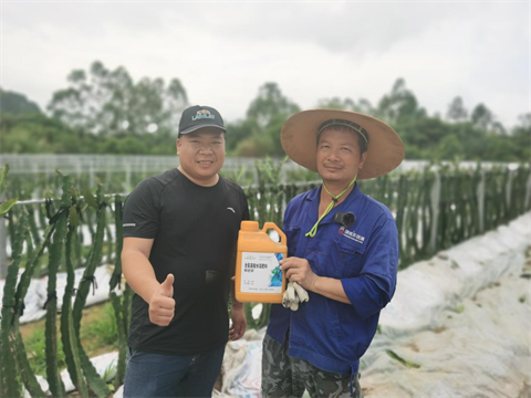 火龍果種植,水溶肥,翠姆 火龍果種植,水溶肥,翠姆