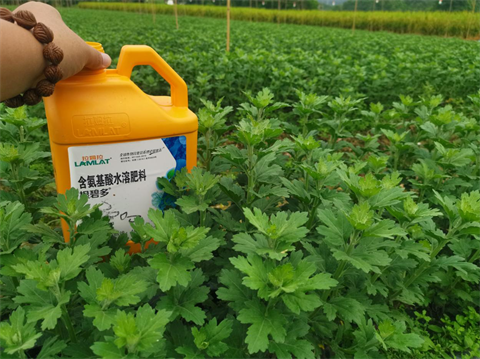 菊花種植,水溶肥廠家，翠姆