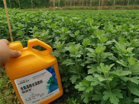 菊花種植,水溶肥廠家，翠姆