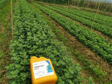 菊花種植,水溶肥廠家，翠姆