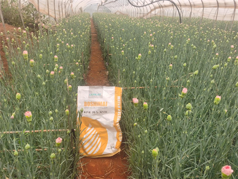 康乃馨種植,水溶肥品牌,伯示麥水溶肥 康乃馨種植,水溶肥品牌,伯示麥水溶肥