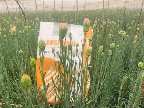 康乃馨種植,水溶肥品牌,伯示麥水溶肥 康乃馨種植,水溶肥品牌,伯示麥水溶肥