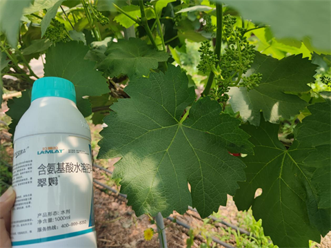 葡萄種植,氨基酸水溶肥,水溶肥品牌 葡萄種植,氨基酸水溶肥,水溶肥品牌