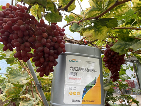 葡萄種植,氨基酸水溶肥,水溶肥品牌 葡萄種植,氨基酸水溶肥,水溶肥品牌