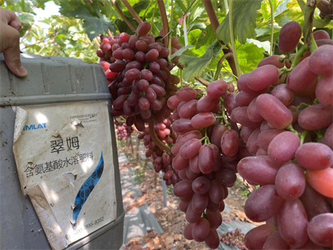 葡萄種植,氨基酸水溶肥,水溶肥品牌 葡萄種植,氨基酸水溶肥,水溶肥品牌