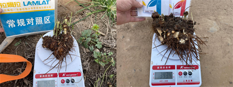 中草藥種植,水溶肥品牌,翠姆水溶肥 中草藥種植,水溶肥品牌,翠姆水溶肥