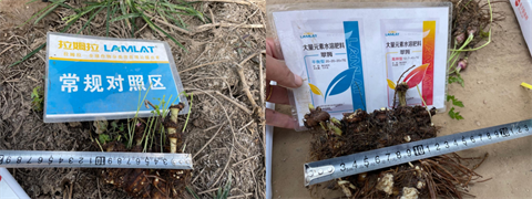 中草藥種植,水溶肥品牌,翠姆水溶肥 中草藥種植,水溶肥品牌,翠姆水溶肥